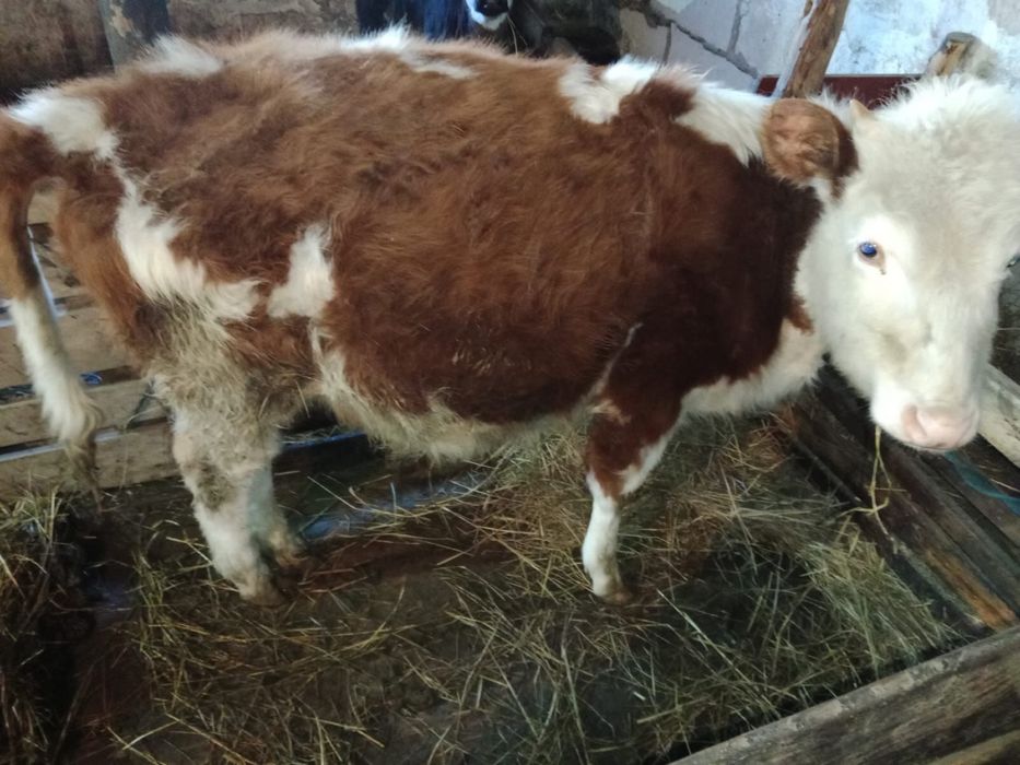 Телка продам срочна