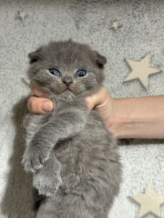 Вислоухий котёнок девочка