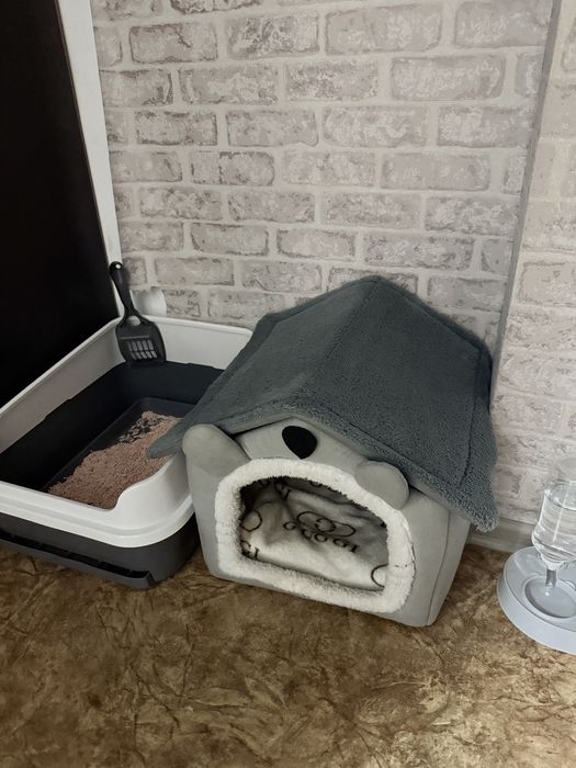 Продается кошка сфинкс.