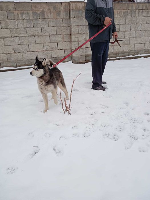 Хаски ұрғашы(девочка) 9 айлық