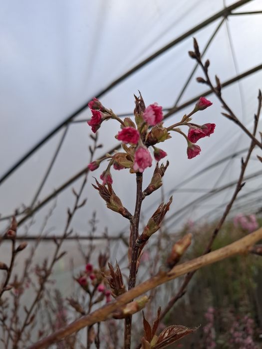 Червенолистна японска вишна Burgundy