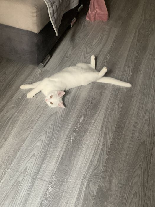 Отдам кошечку, 6 месяцев