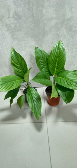 Продам комнатные цветы