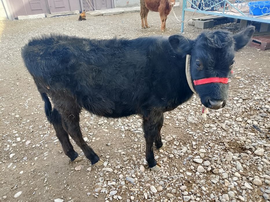 Тана бұзау ұрғашы