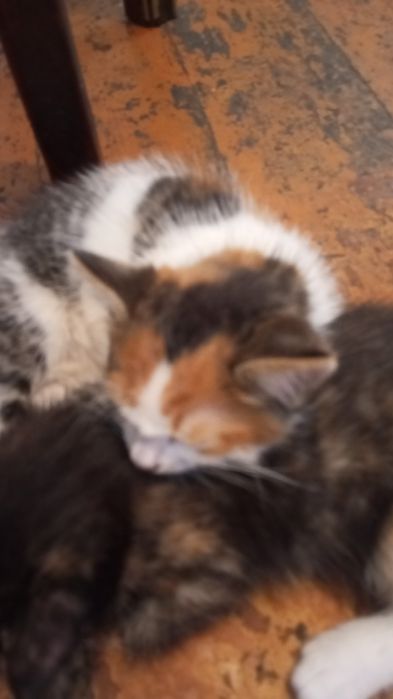 Девочки кошечки трехцветные