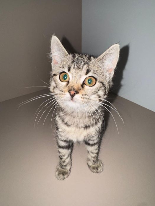 Котята 2 мальчика 1 девочка