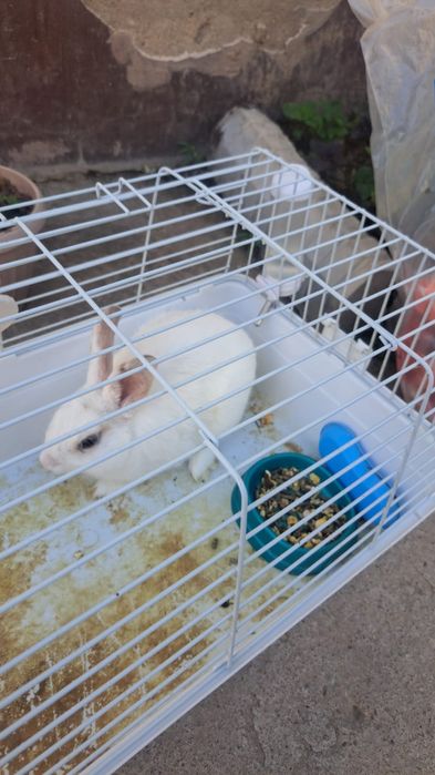 Кролик продам срочно
