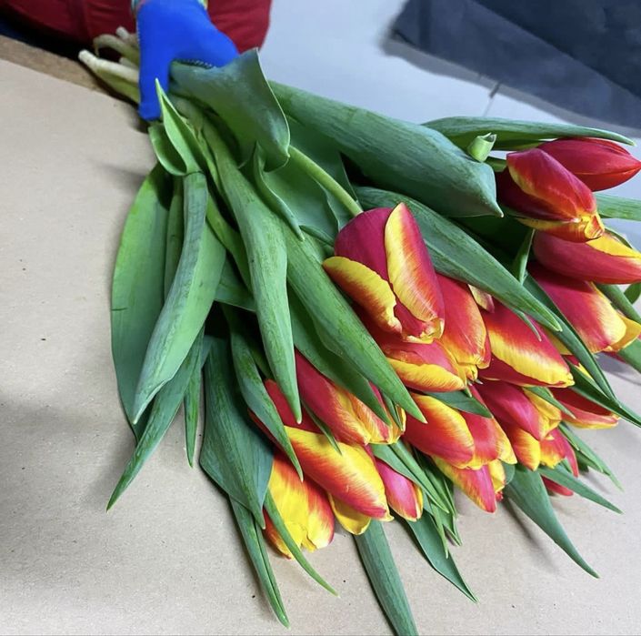 Свежие тюльпаны из теплицы по 450