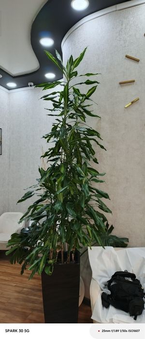 Флористика/Уход за растениями