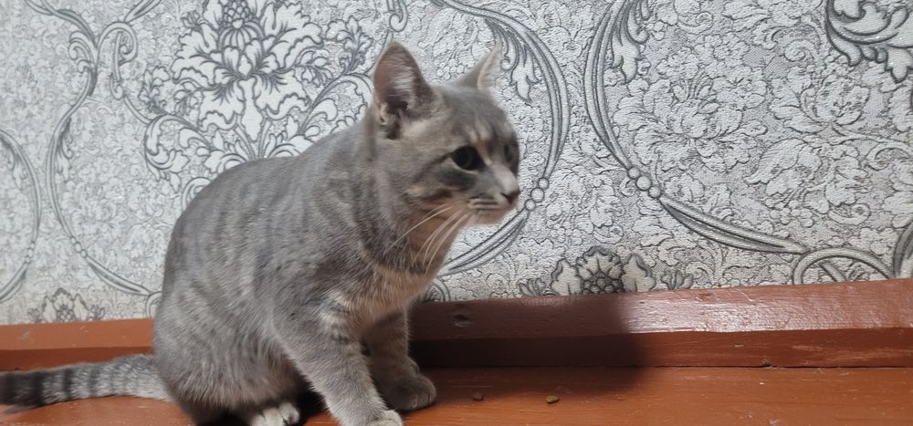 Отдадим кота в хорошие руки, кот находится в Янгиюле