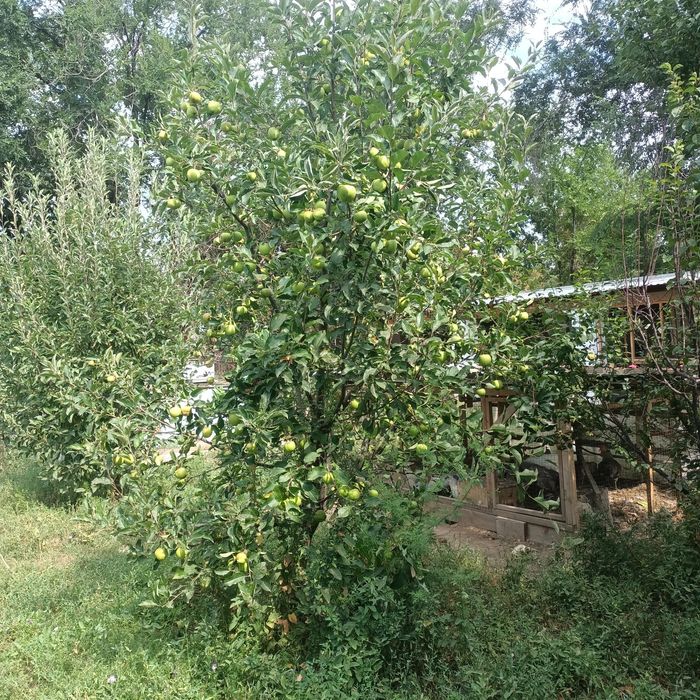 Яблоня карликовая