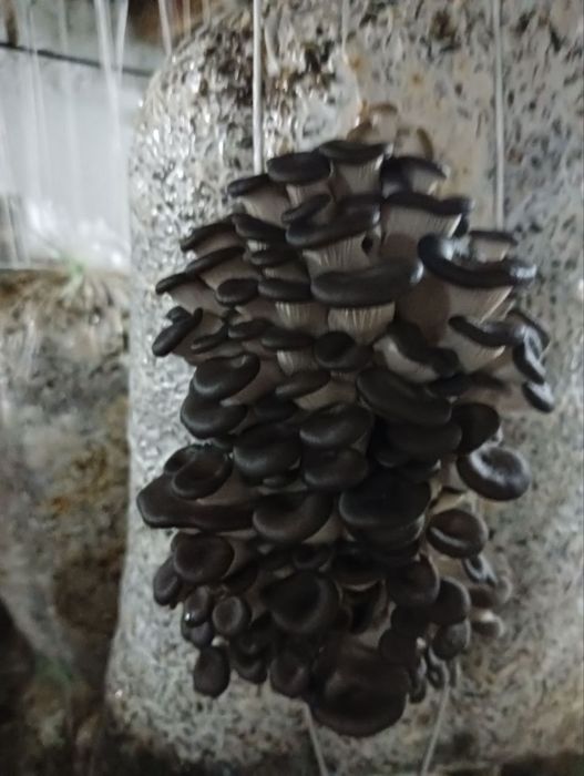 Семена КА 17 грибов Вешинка темный Месистый