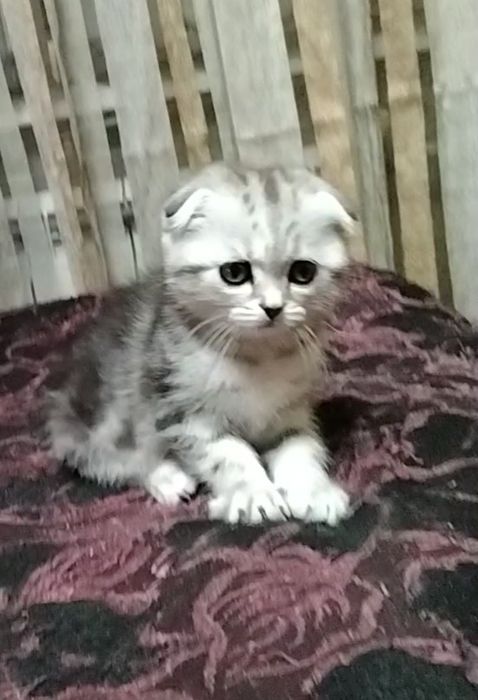 Девочка. Скоттиш фолд.