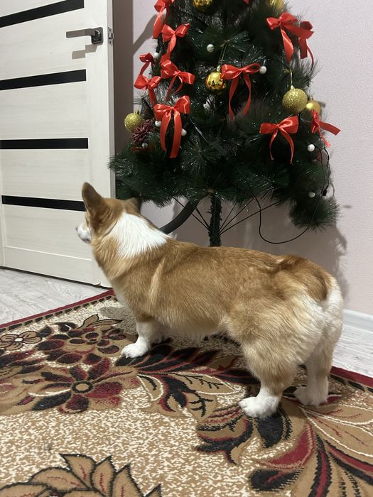 Продам собаку корги