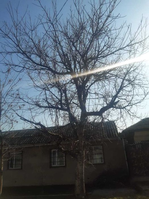 отдам бесплатно ореховое дерево