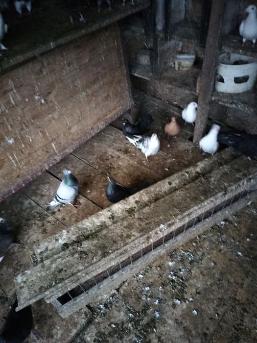 Porumbei de vânzare