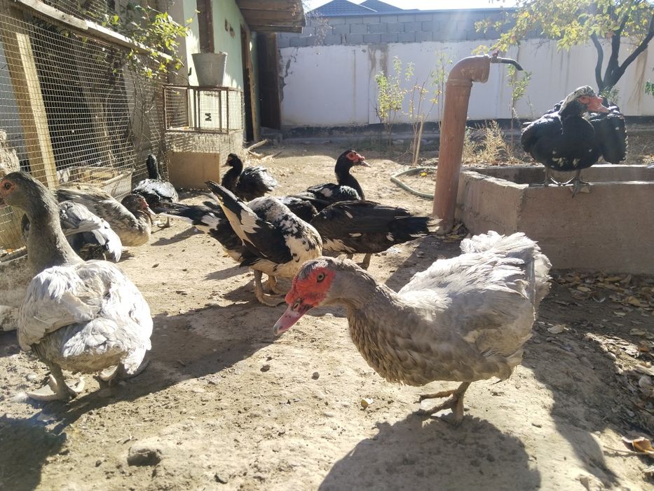 Индоуткалар сатылады Изумруд