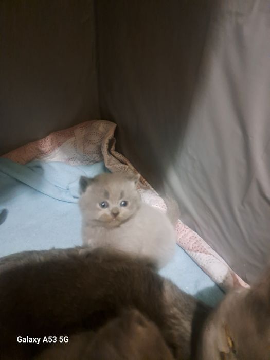 Британски сини колорпойнт късокосмести котенца