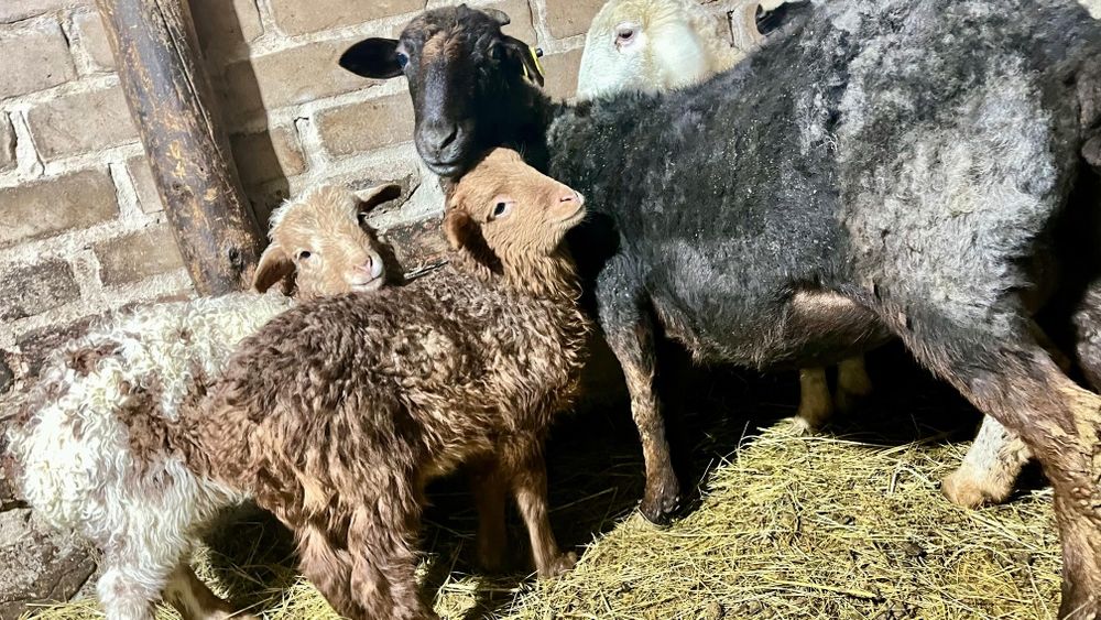 Продам овец с ягнятами