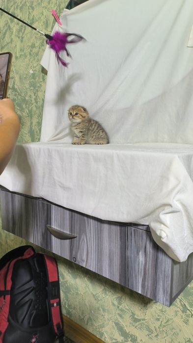 Кошки   животные