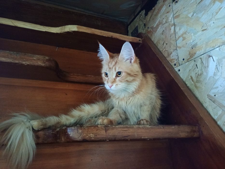 Мейн-кун продам в хорошие руки