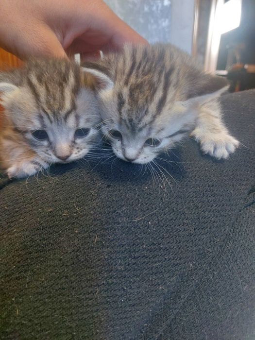 Продаются котята