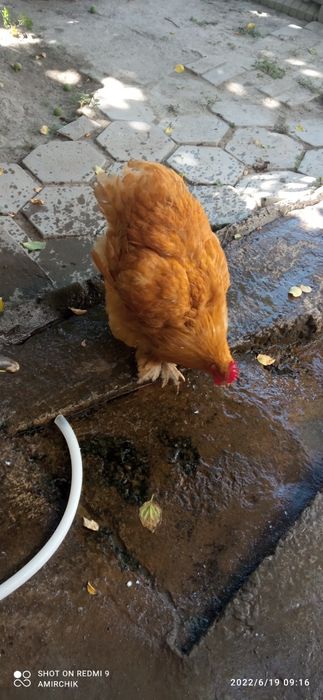 Какинхин Сотилади состояние отличное