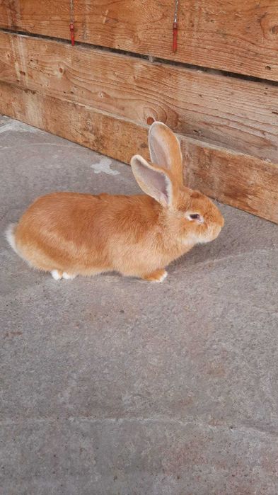 Iepure mascul urias german galben