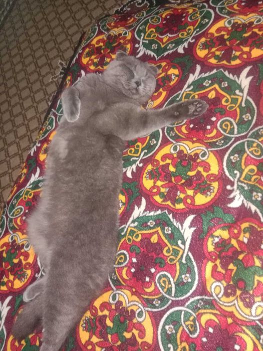 Шотландский скотиш фолд