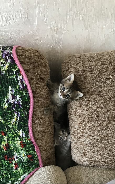 Отдам котят в добрые руки.