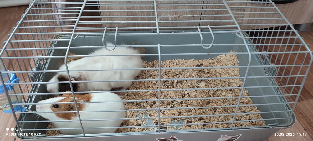 Морские свинки самец с самкой