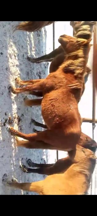 Буаз баитал сатамын