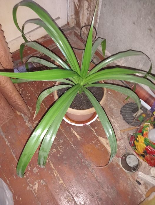 Продам комнатное растение.