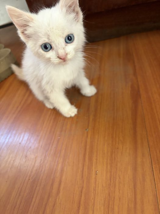Отдам котенка  Селекционная