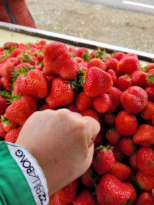 Stoloni capsuni remontant