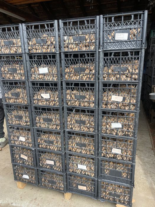 Разсад Картоф Агата