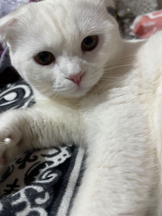 Британская кошка