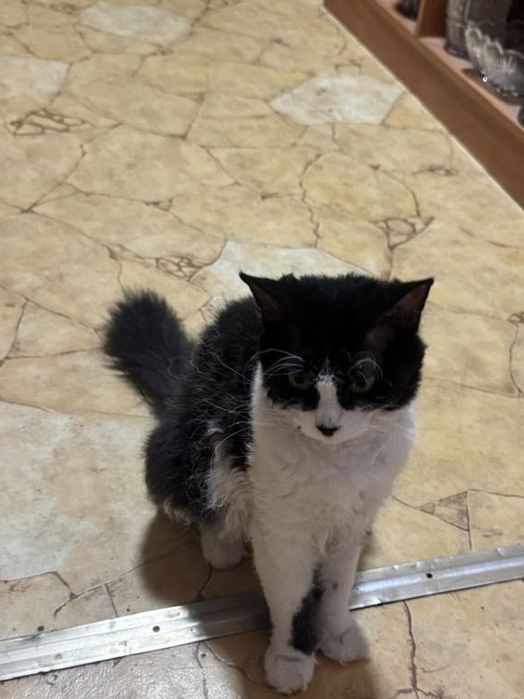 Продаются котята