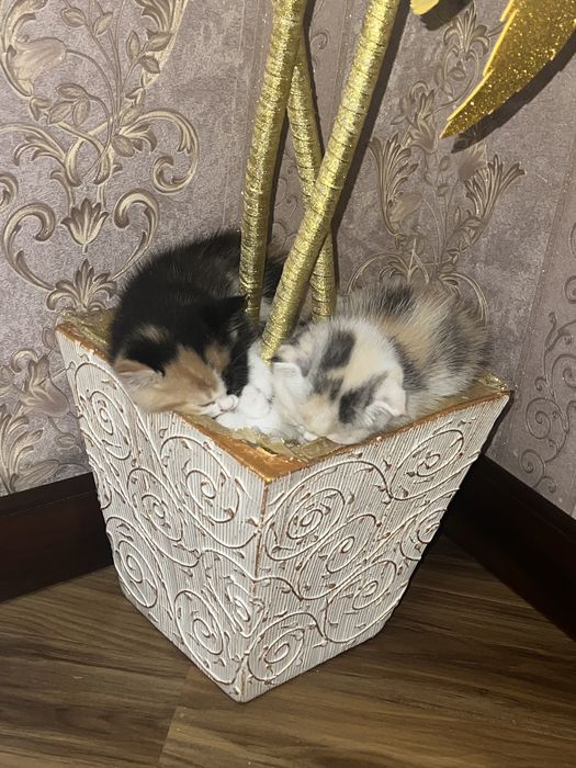 Котята 1.5месятц   здоровые и породыстые