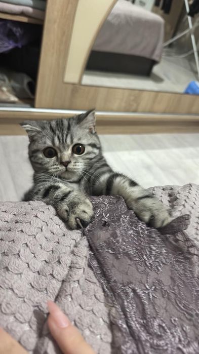 Шотландская вислоухая кошка