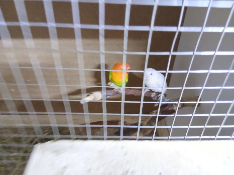 Pereche agapornis fisher