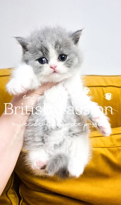 British Shorthair femela pedigree