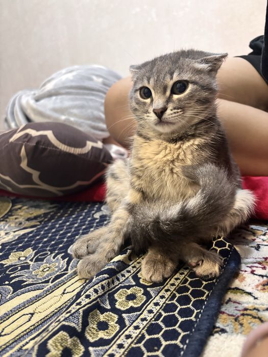 5000тг котёнок девочка