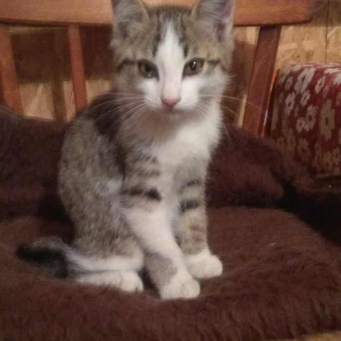 Отдам котёнка срочно