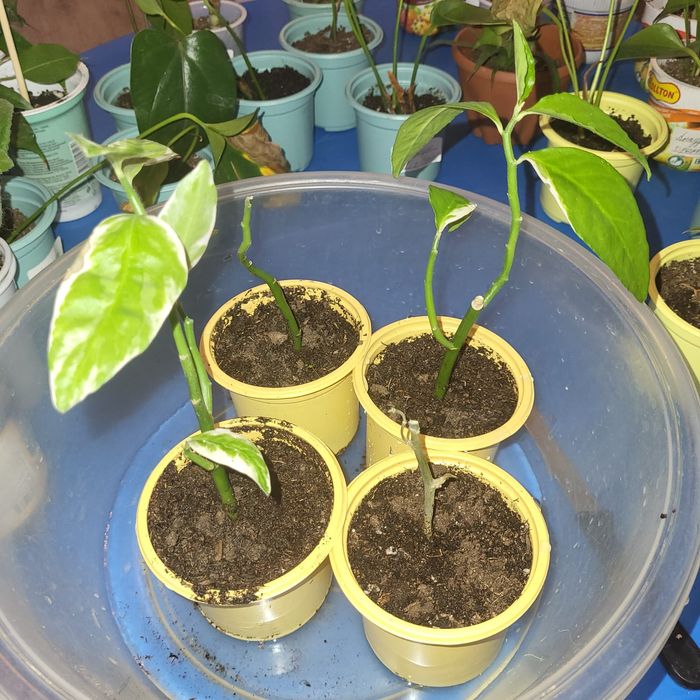 Комнатные растения