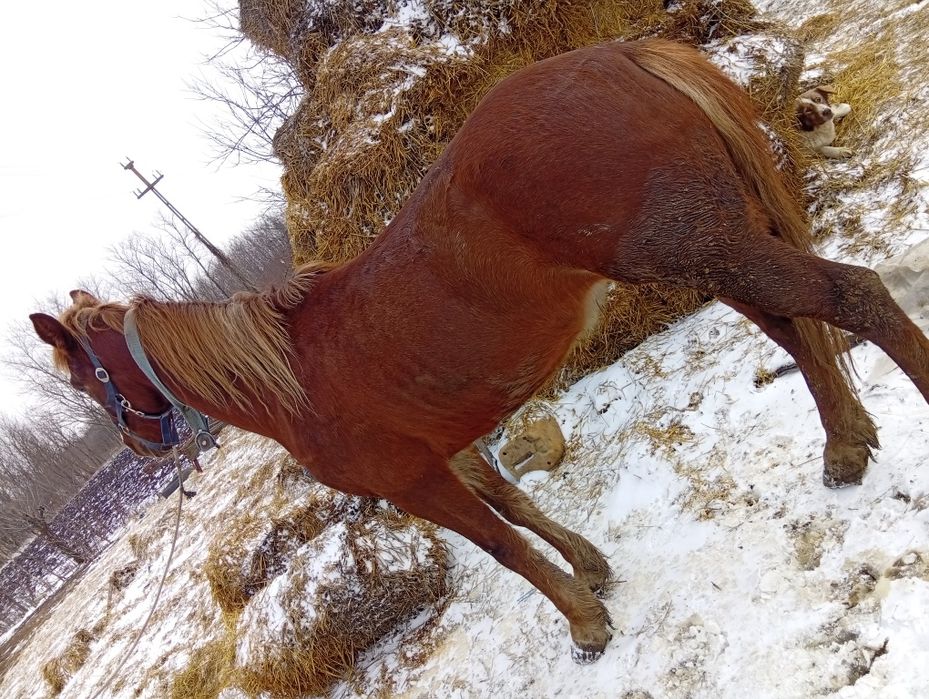 Iapă de 4 ani cuminte