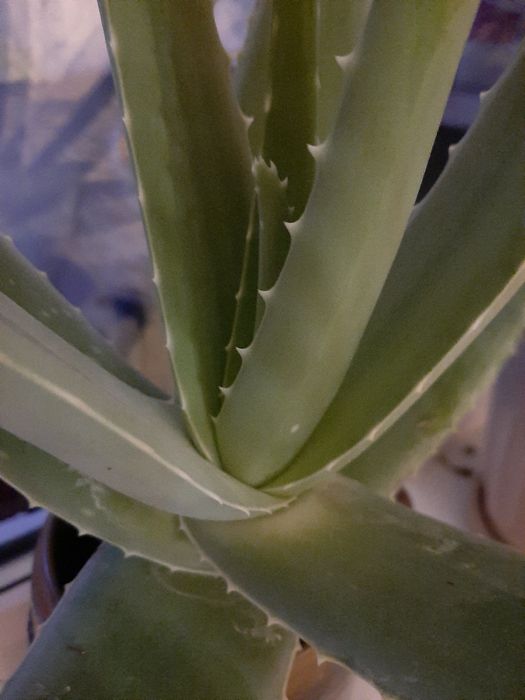 Продам алое 4х летний