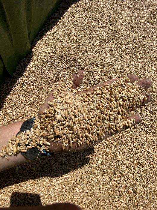 Vand triticale 2026