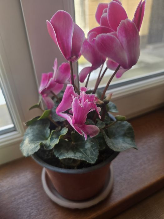 Продаётся комнатное растение