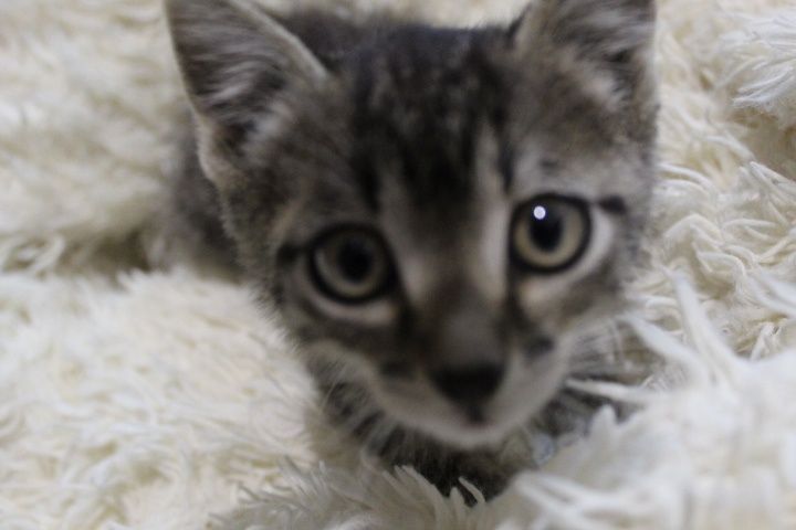 отдам котёнка 3 месяца